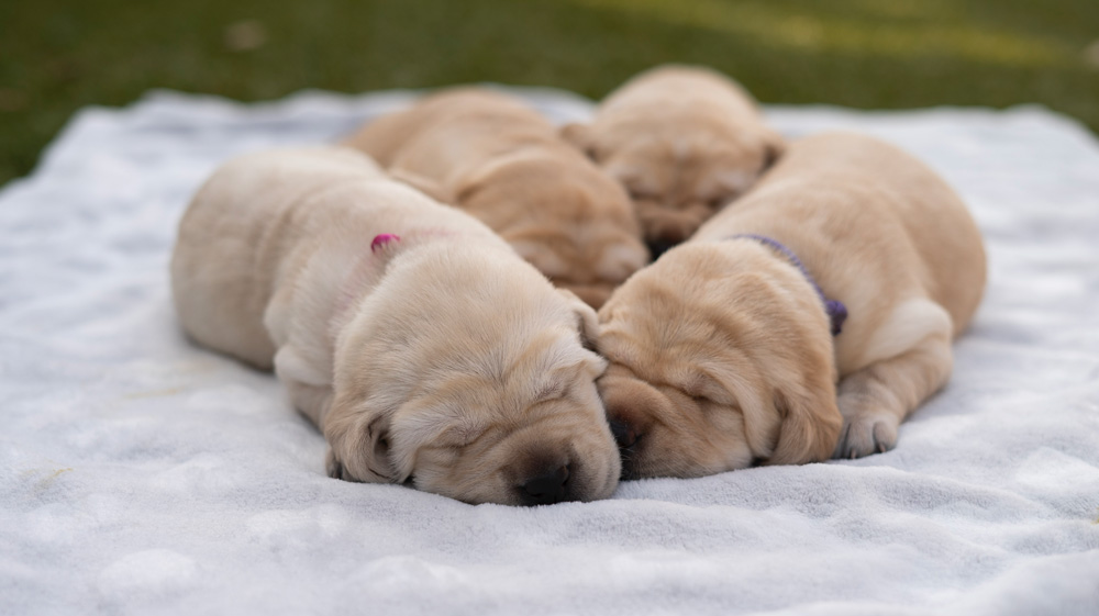 Image of Litter E, four puppies sleeping.