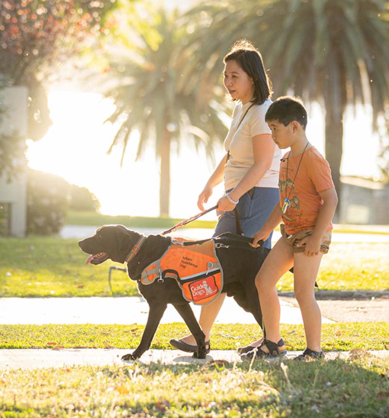 Image of an Autism Assistance Dog walking with his handler, a mother and her son.