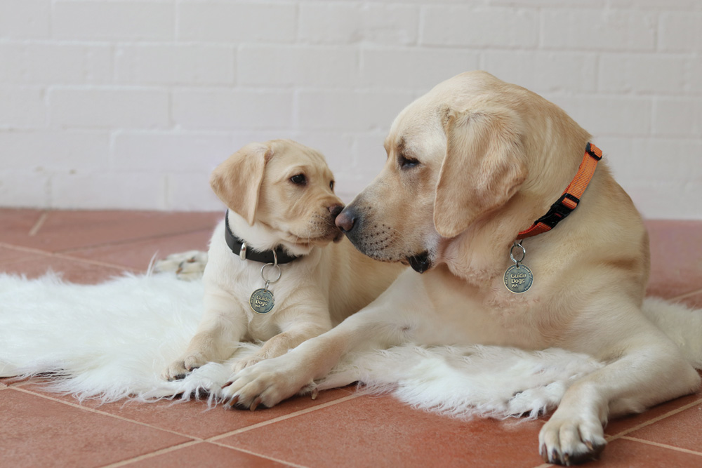 Image of puppy and mum.