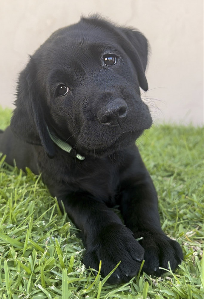 Image of Joe, a Guide Dog puppy.
