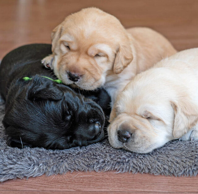 Image of three puppies sleeping