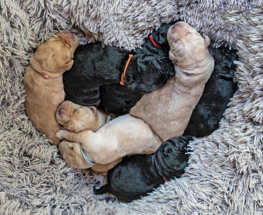 Image of 8 sleeping puppies forming a heart shape.